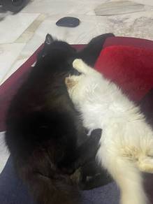 Kucing Parsi black and calico