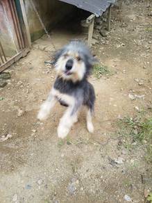 anjing bulu cantik