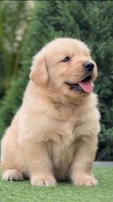 Golden Rettiver i