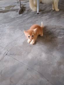 kitten persian