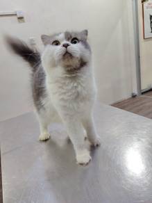 persian 