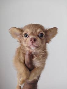 Chihuahua Long Coat
