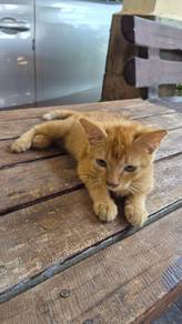 Anak Kucing Oyen 