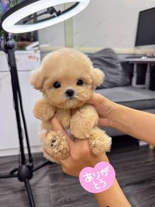 Mini poodle -Female 