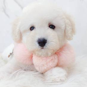 Poodle
