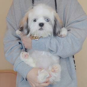 Shih Tzu