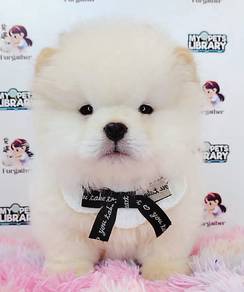 Chow Chow