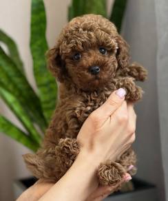 Tiny poodle with MKA cert 