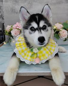 Wooly Husky