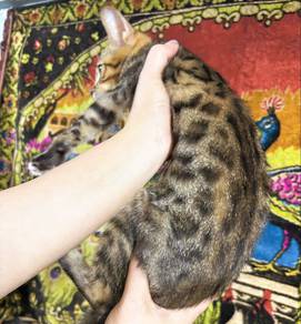 Bengal mix kitten