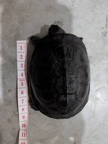 Turtle - Kura-kura air (west african mud turtle)