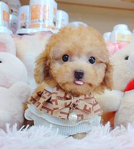Poodle