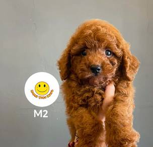QSS1888 Toy Poodle brown haired puppy dog