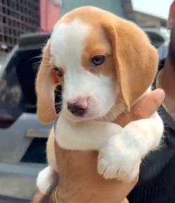 Beagle