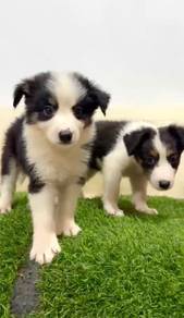 Border collie mka and microchip