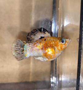 Sakura Balloon Molly (Male) - Short-bodied Balloon Molly Fish (Male)