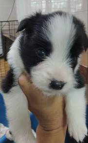 Border Collie