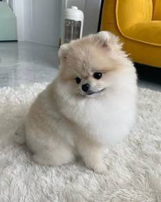A209 Tail-wagger Pomeranian Tiny Cute Puppy Puppy