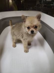 pomchi