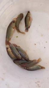 ikan puyu