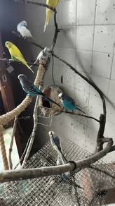 Burung Baji matang murah