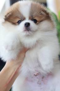 Pomeranian