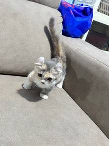 kitten for rehome