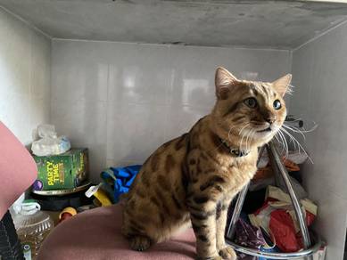 Bengal