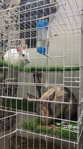 Rabbit for free