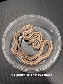 rat snake (yellow stripe morph)