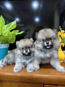 Pomeranian 