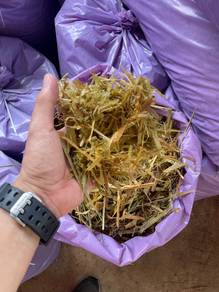 Silaj Rumput Napier / Napier Silage