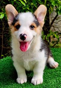 CORGI PUPPIES C201 🌻 Tri Color Male