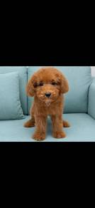 Maltipoo 