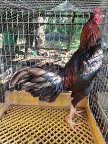 ayam kampung