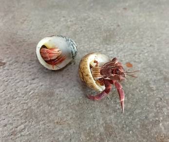 Land Hermit Crab