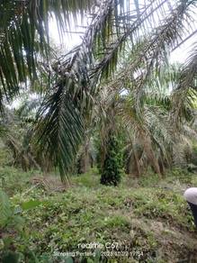 Agricultural Land in Simpang Pertang, NSN