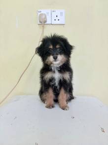 cute baby pompoo Pomeranian mix poodle 