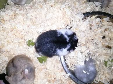 Hamster Campbell Black Collar