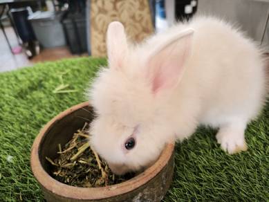Rabbit arnab kelinchi 