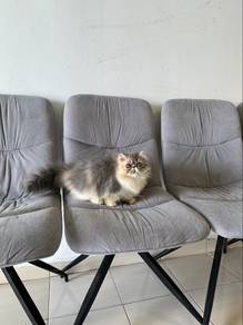 Persian Female