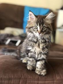 Tabby Mainecoone Persian Kitten