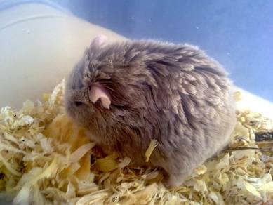 campbell hamster