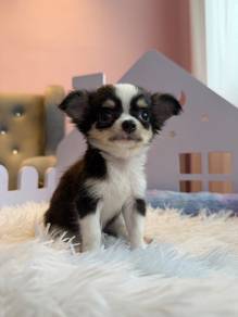 Mini Chihuahua Female 🎀