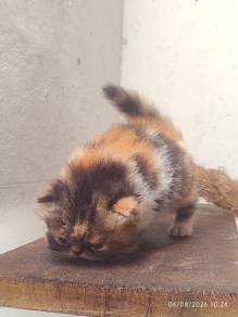 Ragdoll   himalaya