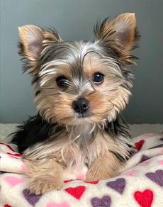 K2231 Wigglebutt Silkse Yorkie Look Puppy Baby Dog