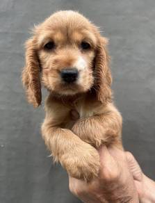 ENGLISH COCKER SPANIEL PUPPIES C134 🌻 Male-Female