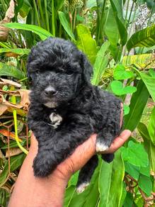 Black Poodle