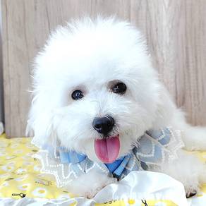 Bichon Frise