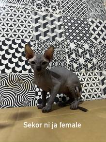 sphynx cat kucing sphynx hairless